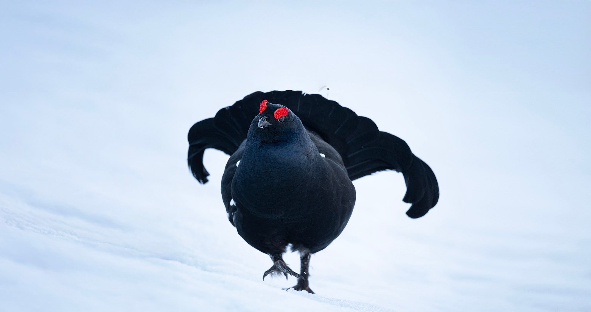 Nommer la nature, engagement Lagoped