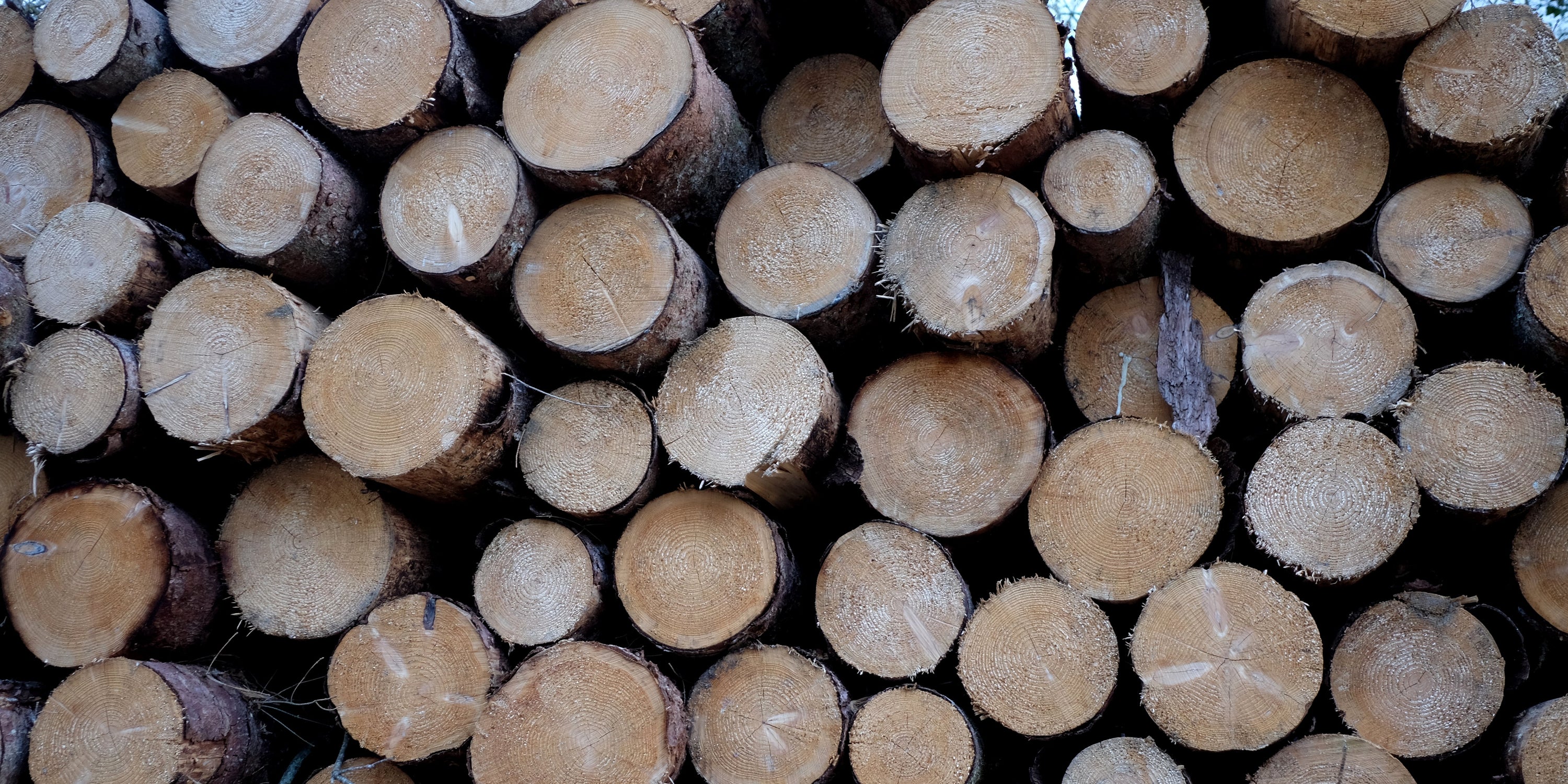 « Ne prenons plus les plantations d’arbres pour des forêts »