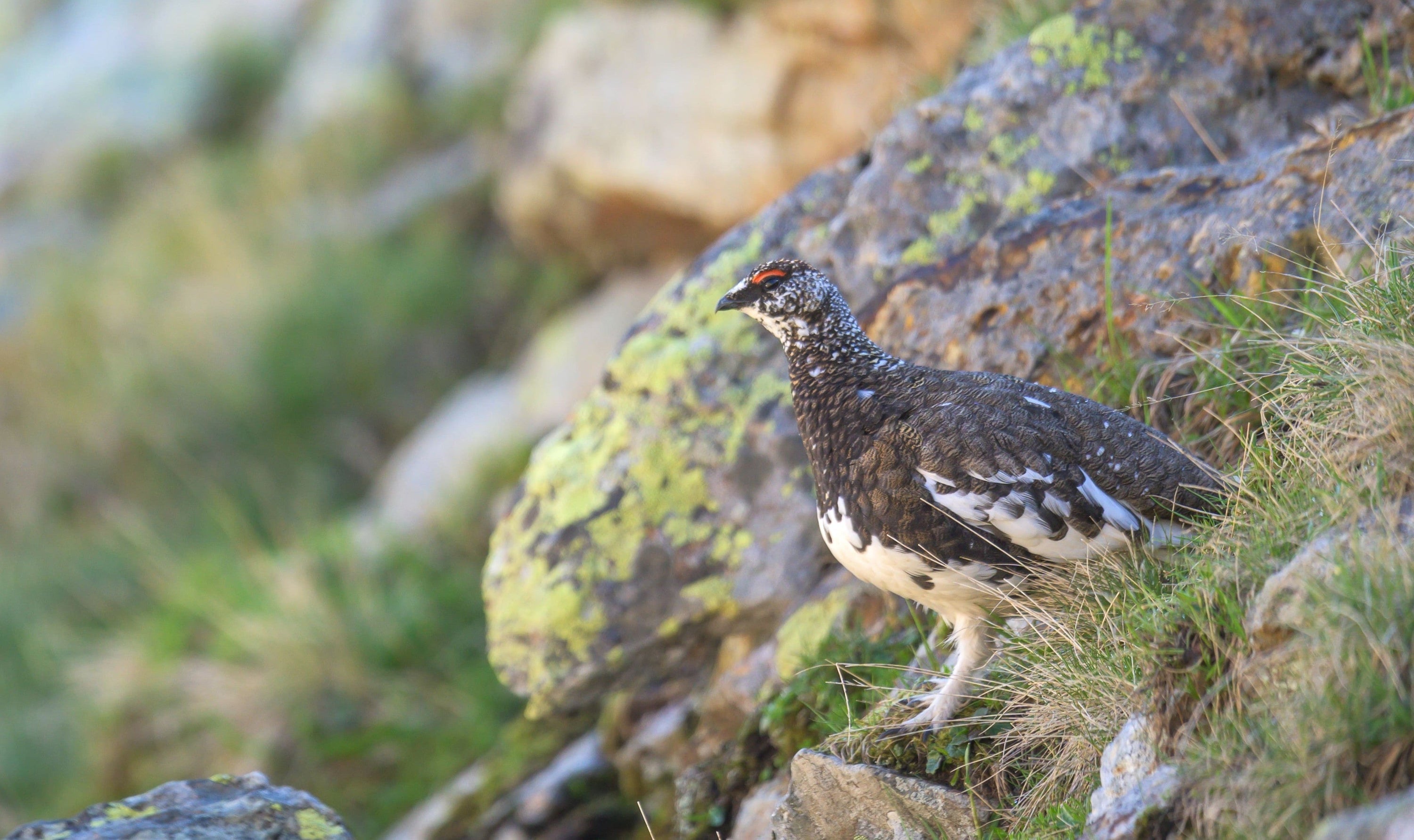 Ciné-débat 5 espèces emblématiques de nos montagnes