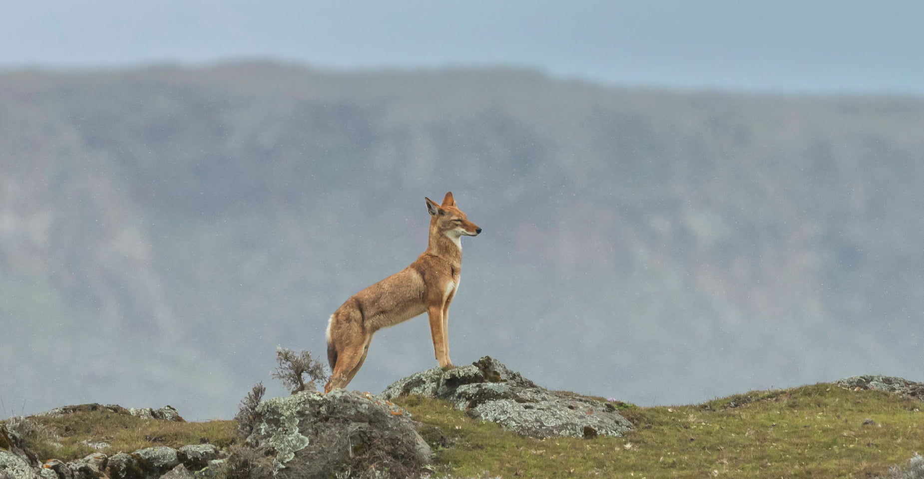 Le Secret du Loup d'Ethiopie Baptiste Deturche Adrien Lesaffre