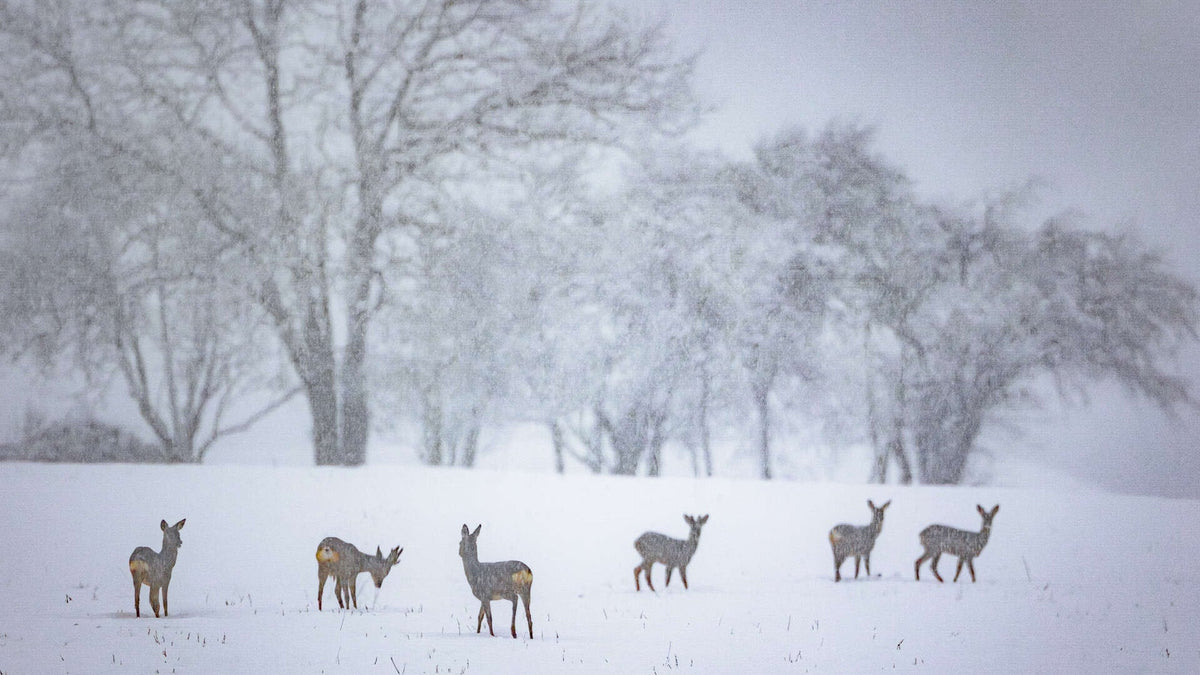 Groupe de chevreuils dans un champ enneigé sous la neige qui tombe